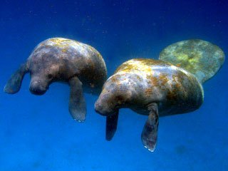 Diving with manatees at Turneffe Atoll, Belize - photo courtesy of Blackbird Caye Resort