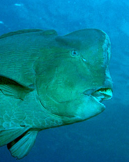 Bumphead parrotfish - photo courtesy of Klaus E. Fiedler