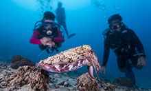 Diving with cuttlefish - among the reef's most intelligent residents