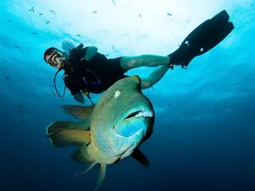 Diving in marine parks and reserves with Dive The World