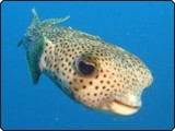 Gemeiner Kofferfisch in Layang Layang, Malaysia - Foto mit freundlicher Genehmigung von Igor Nefedov Gemeiner Kofferfisch in Layang Layang, Malaysia - Foto mit freundlicher Genehmigung von Igor Nefedov