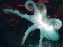 Six-armed octopus discovered at sea life centre