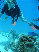 Diver with a Giant Clam