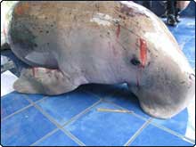 Bad Week for Thailand’s Dugong Population