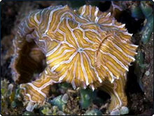 Freaky Frogfish is a Fabulous Find