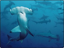 Diving in Cocos Island with scalloped hammerhead sharks - photo courtesy of Avi Klapfer, Undersea Hunter