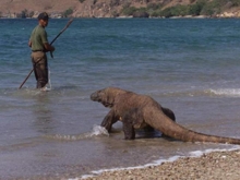 Komodo Dragon - photo courtesy of Komodo National Park