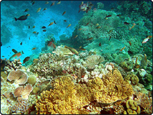 Coral Reef Symposium – Reef Alert