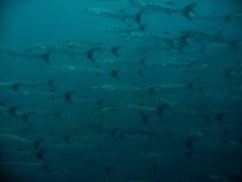 Barracuda in Racha Noi - I must get a better camera!