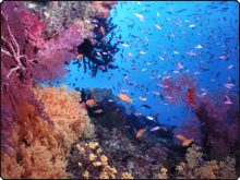 Aussie In The Mood For Coral Spawning