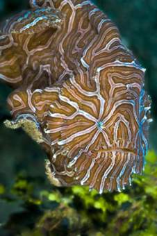 New to science? The lionfish lovechild frogfish?