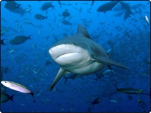 From Sharklife: Does Shark Cartilage Work?