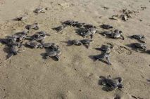 leatherback hatchlings