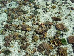 Coral off the jetty at Borneo Divers