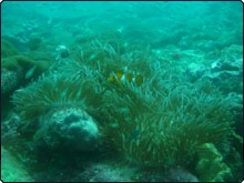 Newly discovered healthy coral & marine life at Phang Nga. Photo courtesy of MCRCD.