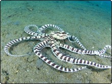 The wonderpus octopus can be found in Indonesia and Malaysian Borneo - photo courtesy of ScubaZoo