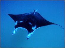 First giant manta ray born in captivity