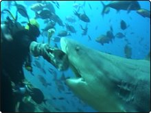 Help Create a Shark Sanctuary in Raja Ampat