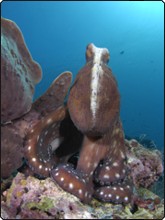 An octopus in the Maldives - photo courtesy of Scubazoo