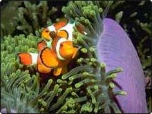 Phang Nga’s New Coral Reef to Return Nemo?