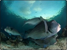 Manta Rays at Hin Daeng one of Thailand's Southern Islands