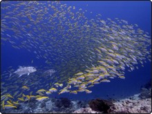 Schools and colour abound in the rich dive sites of Banda