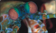 Close-up of mantis shrimp, Mabul Island - photo courtesy of Silent Symphony