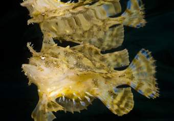 Sargassum frogfish in Raja Ampat