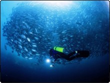 You wont believe the sheer number of fish at Sipadan