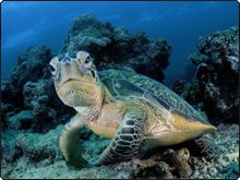 Turtles are all over the reefs at Sipadan