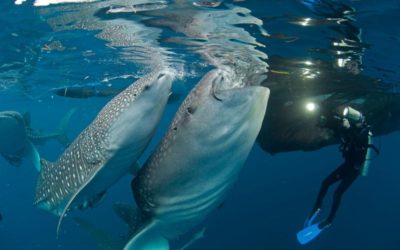 Cenderawasih Bay & Triton Bay The Final Diving Frontier?