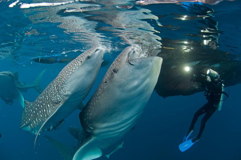 Snorkeling with whale sharks