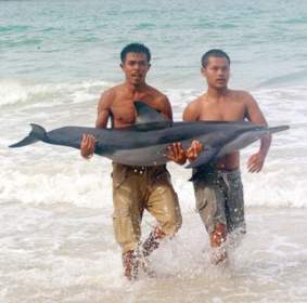 The spinner dolphin was rushed to a waiting pickup truck, which raced with sirens blaring to the Phuket Marine Biological Center. Photo by Lars Dikander