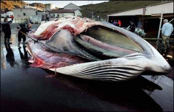 Iceland ends whaling due to lack of demand