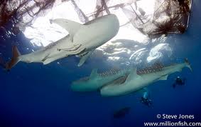 Snorkeling with whale sharks