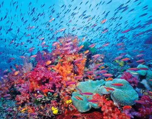 This is what reefs look like in your time