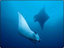 Manta rays can be seen at the Northern Atolls of the Maldives