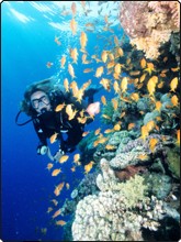 Diving in Red Sea - photo copyright of Egypt Tourism [photographer: CHICUREL Arnaud/hemis.fr]