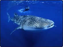 Dive with whale sharks in the Red Sea