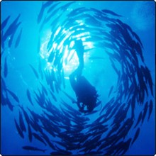 Dive with jacks in the Southern Red Sea - photo copyright of Egypt Tourism [photographer: CHICUREL Arnaud/hemis.fr]