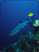 Whitetip reef shark - courtesy of ScubaZoo