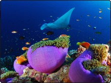 Diving with mantas at Haa Alifu Atoll, Maldives - photo courtesy of Josef Hochreiter