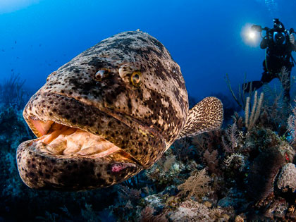 Grouper in Cuba - photo courtesy of Greg Lecoeur