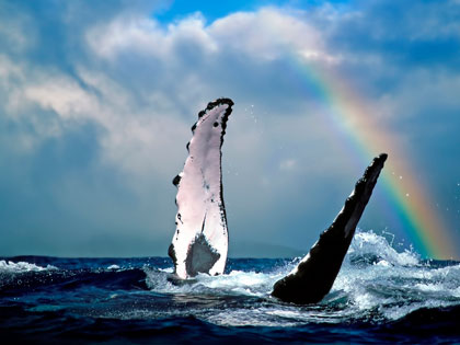 A humpback whale in Hawaii