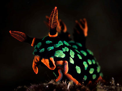 Nudibranch - photo courtesy of Greg Lecoeur