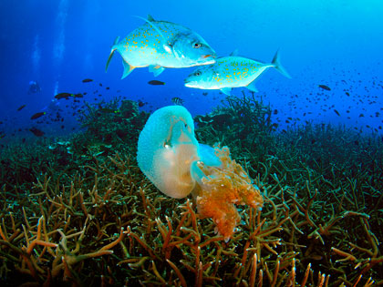 Thailand Diving - Andaman Sea, Gulf of Thailand