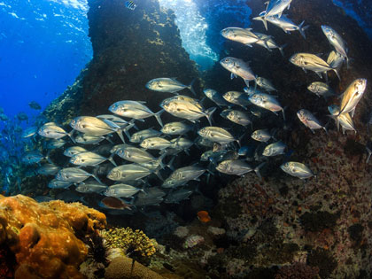 Thailand Diving - Andaman Sea, Gulf of Thailand