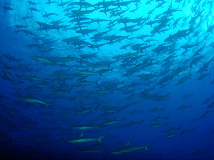 Mexico Diving - Socorro, Sea of Cortez, Guadalupe