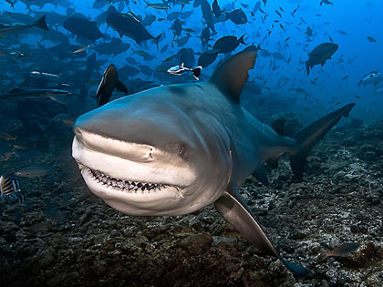 Fiji Islands Diving - South Pacific